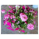 HANGING BASKET OF MIXED FLOWERS