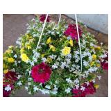 HANGING BASKET OF MIXED FLOWERS