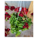 HANGING BASKET OF GERANIUMS