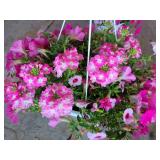 HANGING BASKET OF MIXED FLOWERS