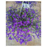 HANGING BASKET OF LOBELIA