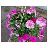 HANGING BASKET OF MIXED FLOWERS