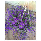 HANGING BASKET OF LOBELIA