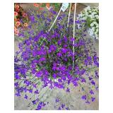HANGING BASKET OF LOBELIA