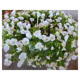 HANGING BASKET OF MILLION BELLS