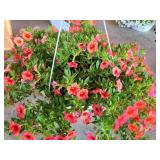HANGING BASKET OF MILLION BELLS