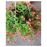 HANGING BASKET OF MILLION BELLS