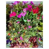 FLAT OF MIXED FLOWERS