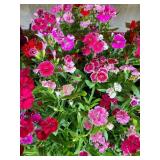 FLAT OF ANNUAL FLOWERS