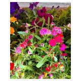 FLAT OF ANNUAL FLOWERS