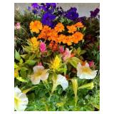 FLAT OF ANNUAL FLOWERS