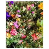 FLAT OF ANNUAL FLOWERS