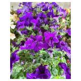 FLAT OF PETUNIAS