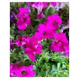 FLAT OF PETUNIAS