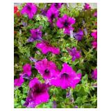FLAT OF PETUNIAS