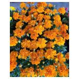 FLAT OF MARIGOLDS
