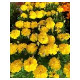 FLAT OF MARIGOLDS