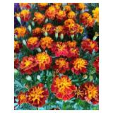 FLAT OF MARIGOLDS