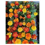 FLAT OF MARIGOLDS