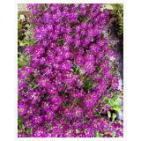 FLAT OF ALYSSUM