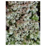 FLAT OF ALYSSUM
