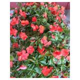 FLAT OF IMPATIENS