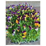 FLAT OF MINI PANSIES