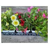 FLAT OF SPREADING WAVE PETUNIAS