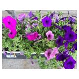 FLAT OF SPREADING WAVE PETUNIAS