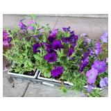 FLAT OF SPREADING WAVE PETUNIAS