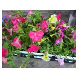 FLAT OF SPREADING WAVE PETUNIAS