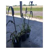 3 ANNUAL MILLET PLANTS