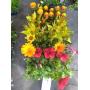 FLASH FLOWER AND PLANT AUCTION