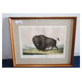 BUFFALO BULL GRAZING PRINT