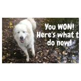 AFTER THE AUCTION ENDS...?   *Read, don