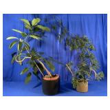2 TROPICAL PLANTS