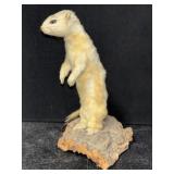 WEASEL/ERMINE TAXIDERMY, 8'T
