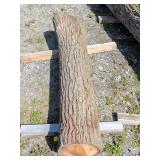 Black Walnut Log, 63' Long