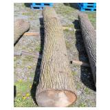 Black Walnut Log, 137' Length