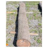 Black Walnut Log 130 Inches Long