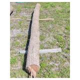 166-Inch Black Walnut Log