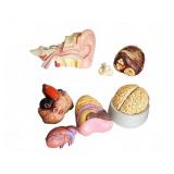 Anatomical Teaching Models