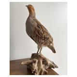 Taxidermy Partridge Mount on Wood Base 13"