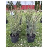 (8) NORWAY SPRUCE TREES - 2/3FT