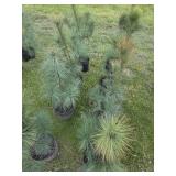 8 WHITE PINE TREES -  3FT