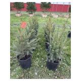 (8) NORWAY SPRUCE TREES - 2/3FT