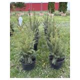 (8) NORWAY SPRUCE TREES - 2/3FT