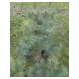 8 WHITE PINE TREES -  3FT