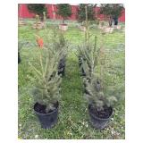 (8) NORWAY SPRUCE TREES - 2/3FT