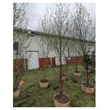 2 - JAPANESE WHITE SPIRE BIRCH - 10 FT